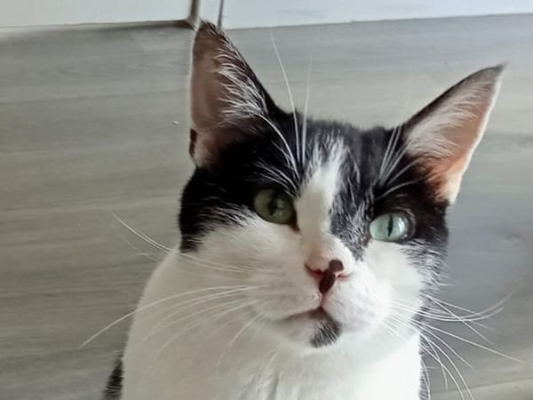 Félix