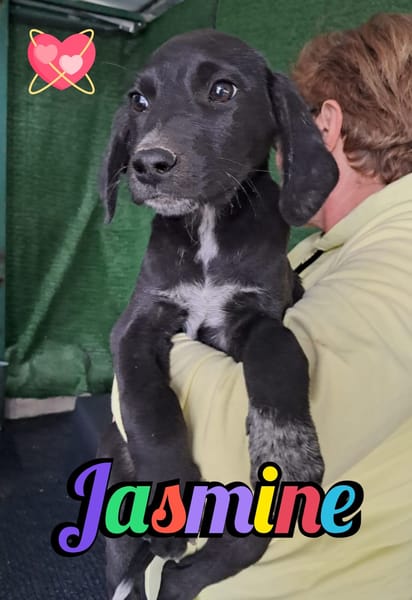 JASMINE