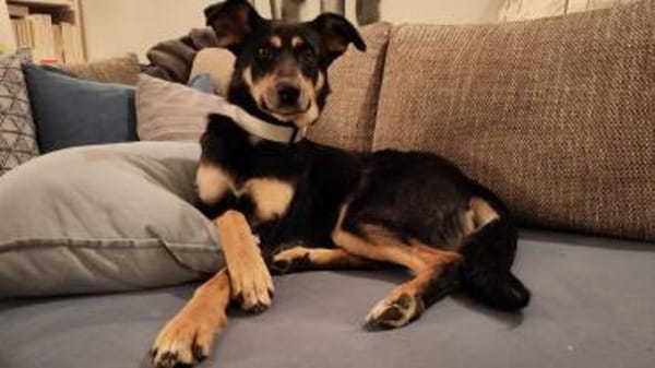 Sportliche PIPPA sucht liebes Zuhause