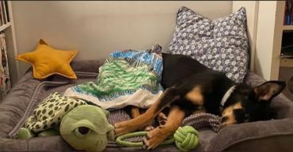 Sportliche PIPPA sucht liebes Zuhause
