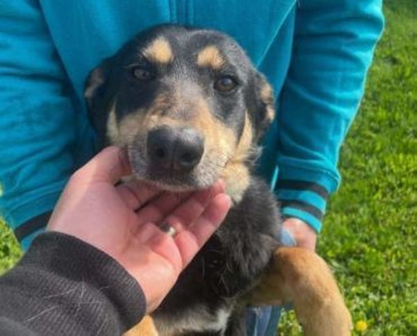 Sportliche PIPPA sucht liebes Zuhause
