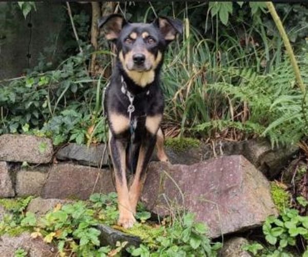 Sportliche PIPPA sucht liebes Zuhause