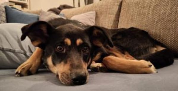 Sportliche PIPPA sucht liebes Zuhause
