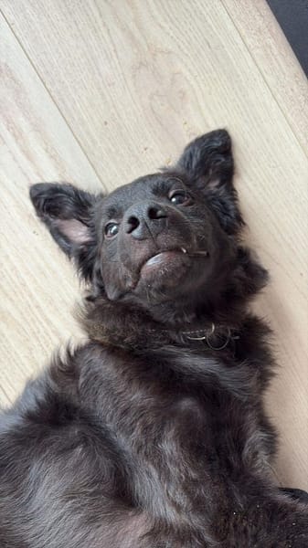 🐾 Ringo sucht sein Zuhause fürs Leben🐾