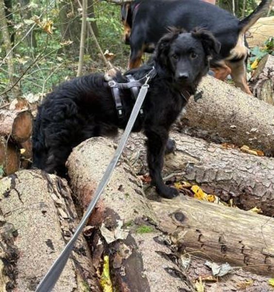 🐾 Ringo sucht sein Zuhause fürs Leben🐾