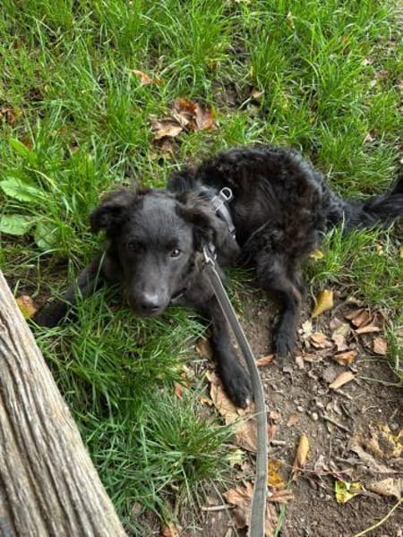 🐾 Ringo sucht sein Zuhause fürs Leben🐾