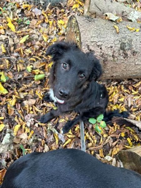 🐾 Ringo sucht sein Zuhause fürs Leben🐾