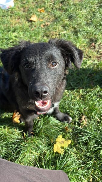 🐾 Ringo sucht sein Zuhause fürs Leben🐾