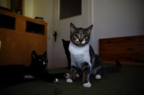 Katzenkind SUKI sucht ihr Zuhause!