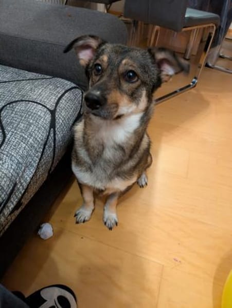 Maja - sucht ein neues Zuhause