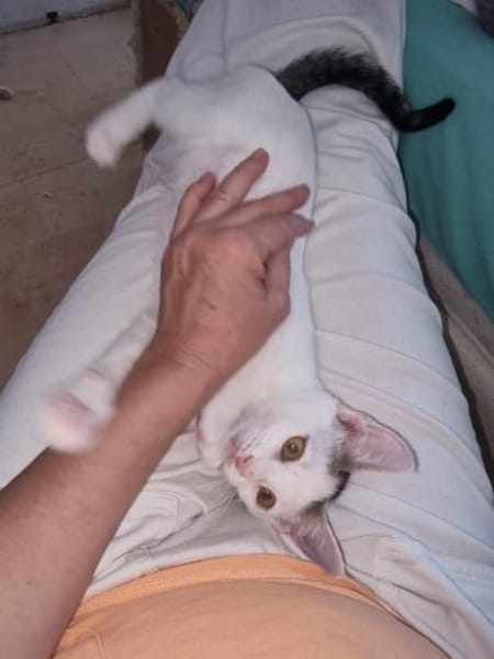🐾 Kleine Marie sucht ihr Zuhause 🐾