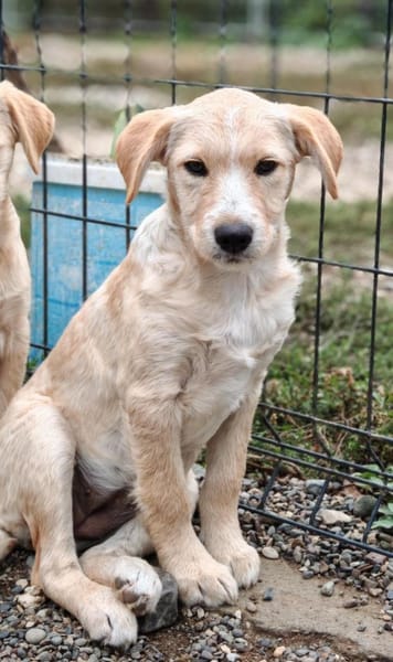 💕Shakira💕 sucht eine liebe Familie 💕