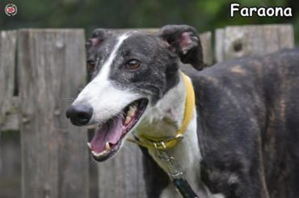 FARAONA