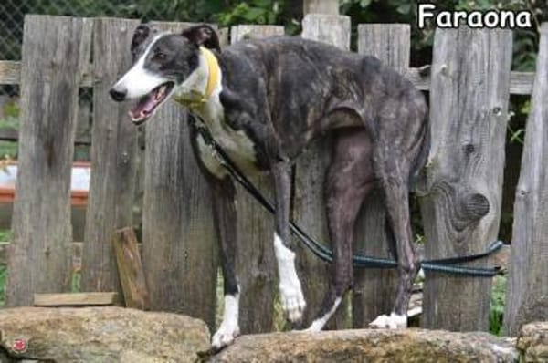 FARAONA