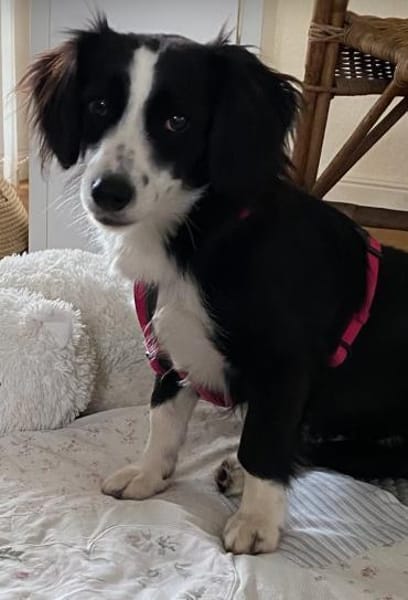 Kleine Kati sucht Körbchen ❤🐾