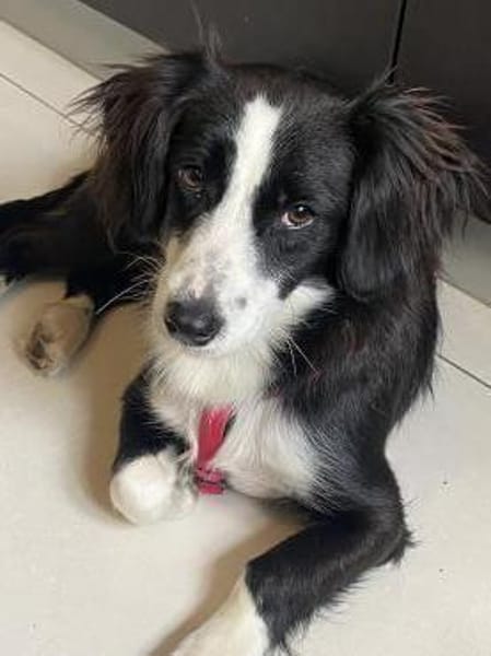 Kleine Kati sucht Körbchen ❤🐾