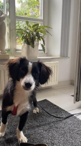 Kleine Kati sucht Körbchen ❤🐾
