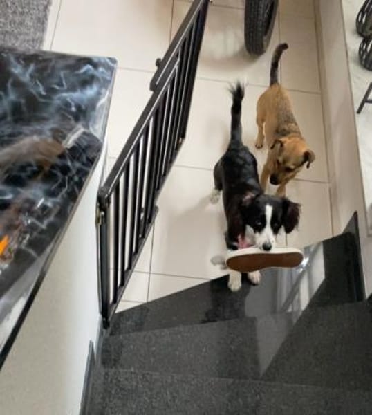 Kleine Kati sucht Körbchen ❤🐾