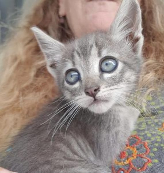 Grey sucht Dich 💕