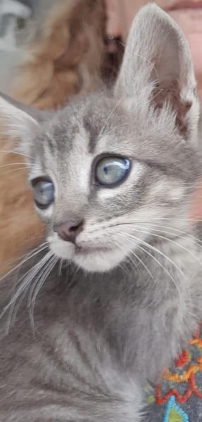 Grey sucht Dich 💕