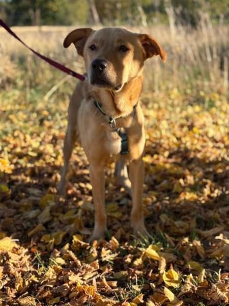 Boomer - aktiver Herzensbrecher