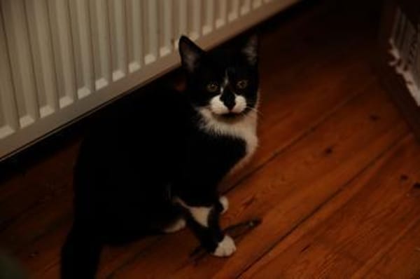 Katzenkind THADDÄUS sucht sein Zuhause!