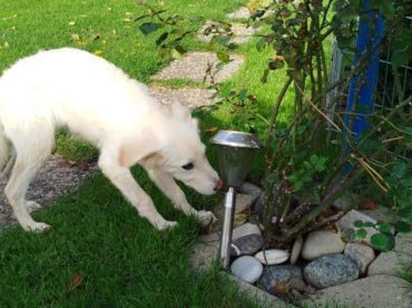 Entzückende Belka sucht ihre Familie