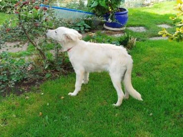 Entzückende Belka sucht ihre Familie