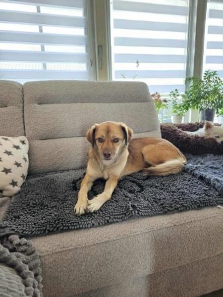 Dringend Zuhause für anhängliche MAJA♥‼