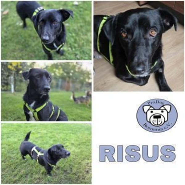 RISUS -ruhig & verschmust-