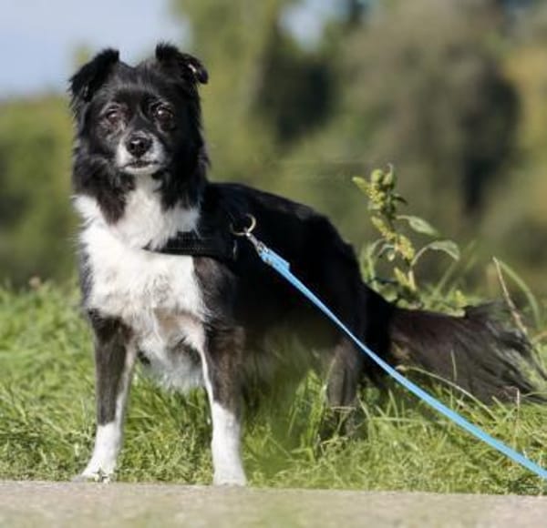 AMY - super fitte & brave Seniorin 💖