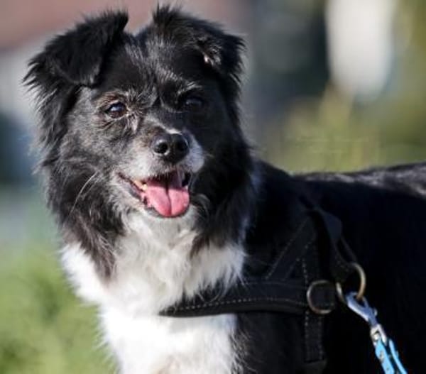 AMY - super fitte & brave Seniorin 💖