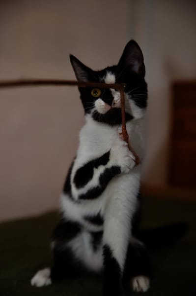 Katzenkind RONJA sucht ihr Zuhause!