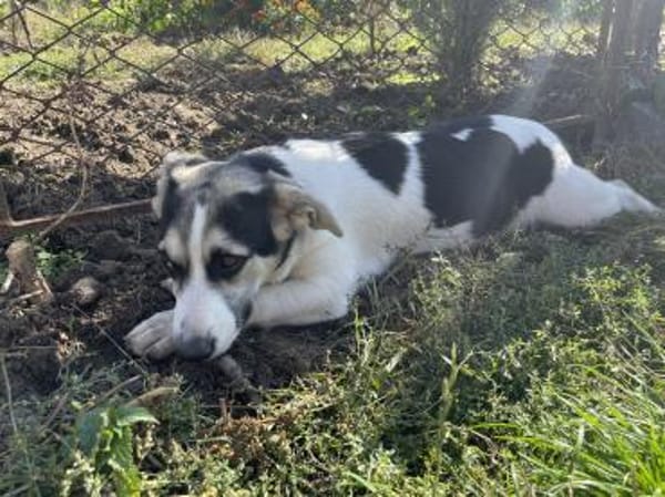 DOLLY  Der kleine Corgi-Mix