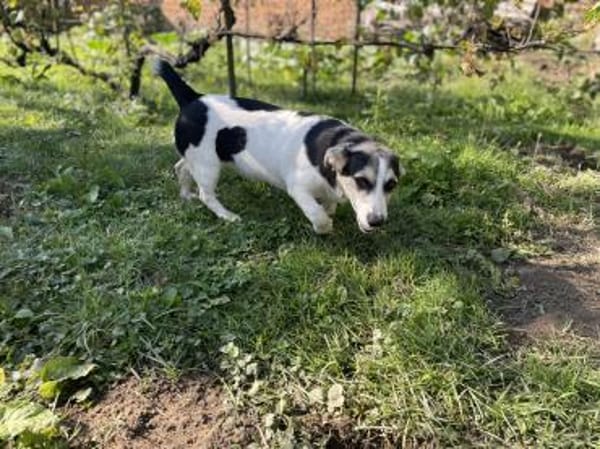 DOLLY  Der kleine Corgi-Mix