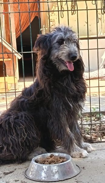 Pisci sucht endlich ihre Familie