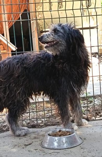 Pisci sucht endlich ihre Familie