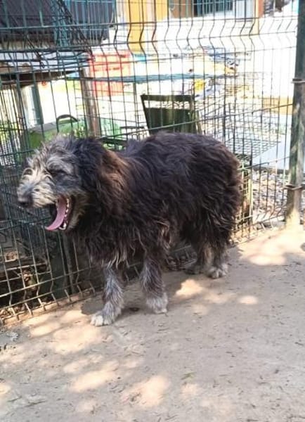 Pisci sucht endlich ihre Familie