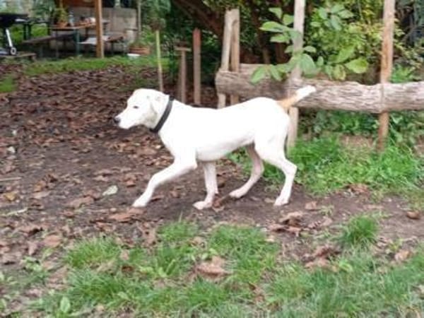 SIRIUS -sanfter Softie-