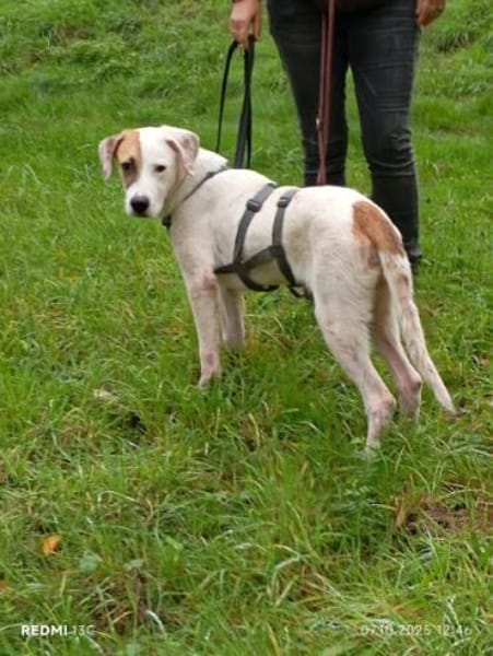 SIRIUS -sanfter Softie-