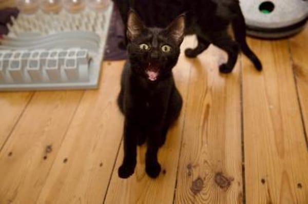 Katzenkind Salem sucht sein Zuhause!