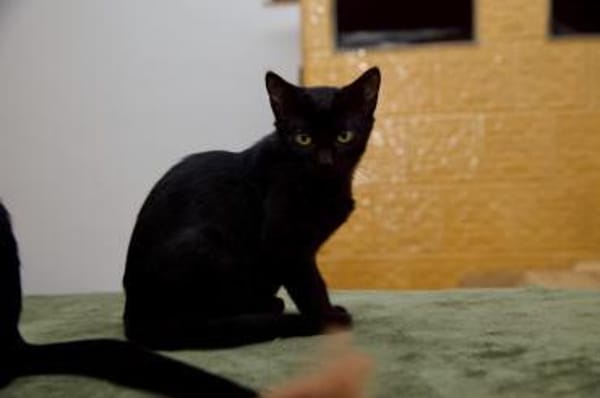 Katzenkind Salem sucht sein Zuhause!
