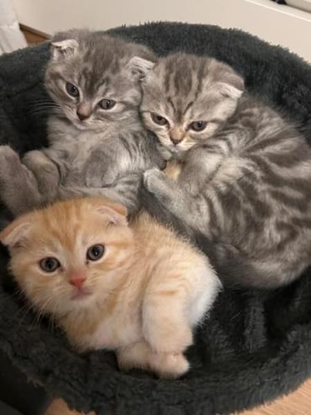 7 BKHScottish Fold Mix Kitten