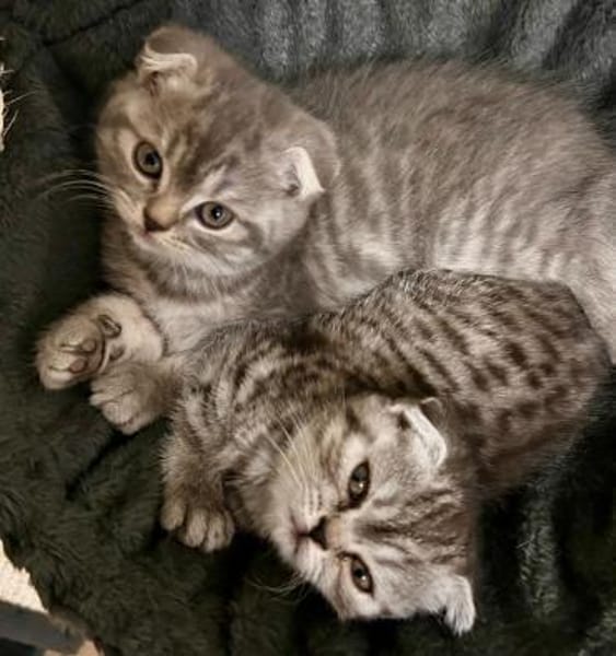 7 BKHScottish Fold Mix Kitten