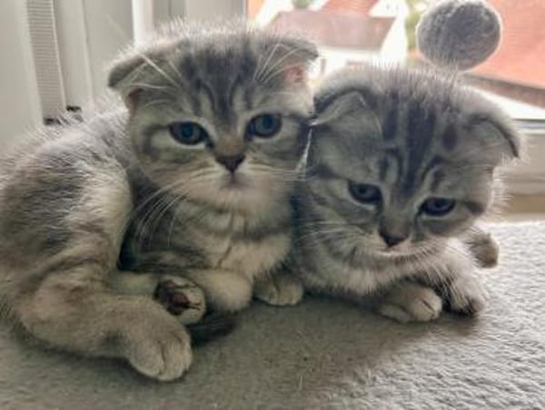7 BKHScottish Fold Mix Kitten