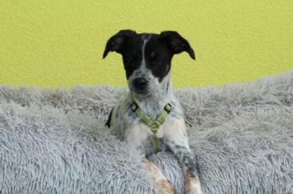 Neyo - ein Traum von Hund..