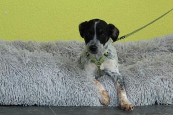Neyo - ein Traum von Hund..
