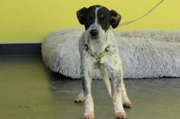 Neyo - ein Traum von Hund..