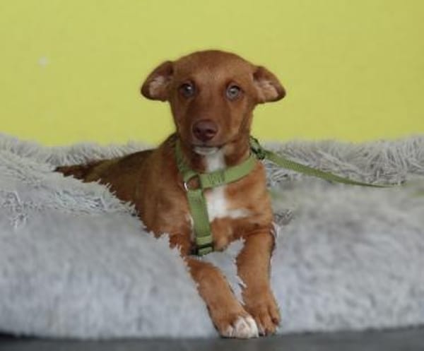 Wer schenkt Wendy ein für immer zu Hause