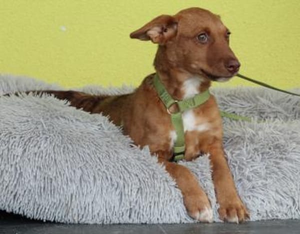 Wer schenkt Wendy ein für immer zu Hause